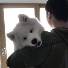 Samoyed Puppies from Kenjo Samoyeds