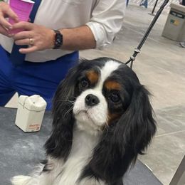 Saylor - Cavalier King Charles Spaniel