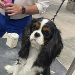 Saylor - Cavalier King Charles Spaniel
