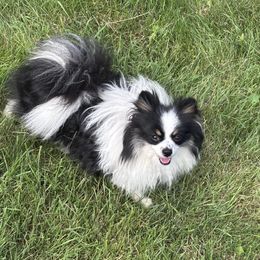 AKC Luna - Tri-colored female Pomeranian puppy in Douglas, Massachusetts from Country Oak Poms LLC