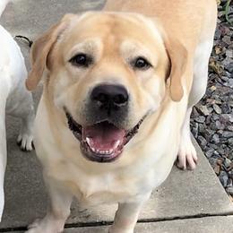 Labrador Retriever puppies from Meritrust Labradors