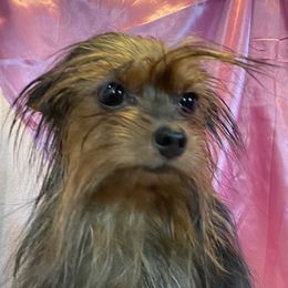 Lola - Yorkshire Terrier