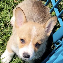 Pembroke Welsh Corgis from Win Row Farm