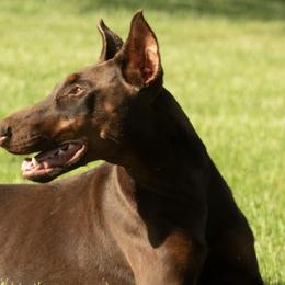 Theo - Doberman Pinscher