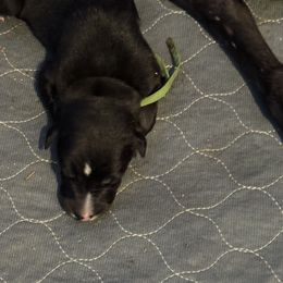 Hailstorm (Green Collar) - Black male Greyhound puppy in Mesa, Arizona from ARK Kennels