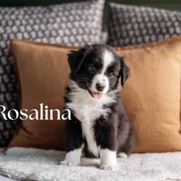 ROSALINA - Black & white female Miniature American Shepherd puppy in Puyallup, Washington from FERGI’S GEMINI MAS