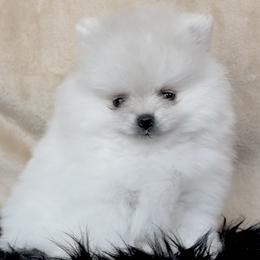 Pomeranian puppies from Cream Puffs Pomeranians