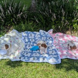 Cavapoo puppies from Crystal Coast Cavapoodles