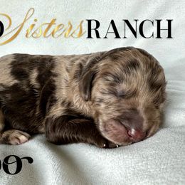 Roo - female Newfypoo puppy in Jackson, Missouri from Two Sisters Ranch, LLC