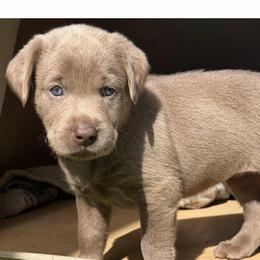 Purple collar - Silver female Dilute Retriever puppy in Valley Center, California from Stunning Silver Bullets Labradors