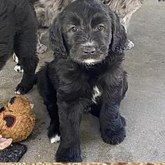 Aussiedoodle and Double Doodle Puppies from Amazing Aussiedoodle and Double Doodles