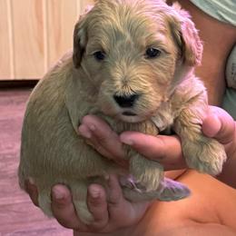 Kelly green collar - Red  male Goldendoodle puppy in Indianapolis, Indiana from ZuGolden Retrievers & Doodles