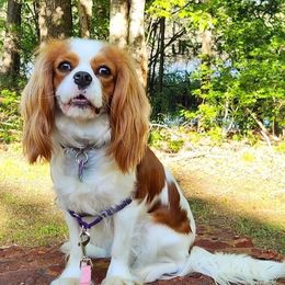 Posie - Cavalier King Charles Spaniel