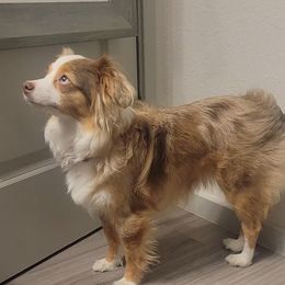 Lilo - Toy Australian Shepherd