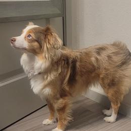 Lilo - Toy Australian Shepherd