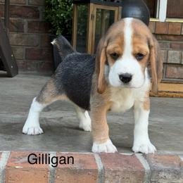 Gilligan - Black tan and white male Beagle puppy in Mansfield, Missouri from Rippee Creek Kennel