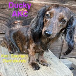 Ducky - Dachshund