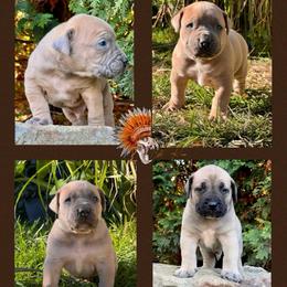 1st Pick - Fawn male Boerboel puppy in Pennsylvania from Cold River Boerboels