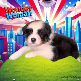 Wonder Woman-Black Tri Female - Black tri-color female Australian Shepherd puppy in Gainesville, Texas from Lady Luck Aussies