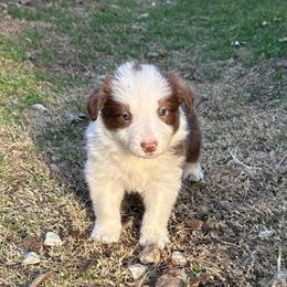 Maple - White and red female Border Collie puppy in Mckinney, Texas from Border Collies of Ruidoso
