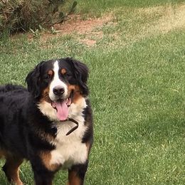 Minka - Bernese Mountain Dog