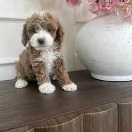 Cavapoo Puppies from cavapoo idaho