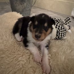 Boy 2 - Black white and tan male Collie puppy in Allendale, Michigan from River-Valley Collies
