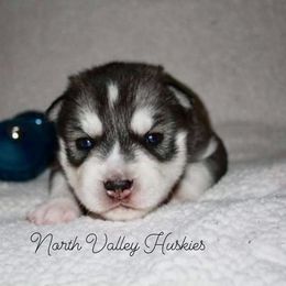 Siberian Husky Puppies from North Valley Huskies