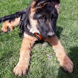 German Shepherd Puppies from Badenheath German Shepherds