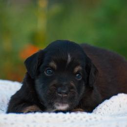 Annie - Black tri female Miniature American Shepherd puppy in Chocowinity, North Carolina from Foxtail Hollow