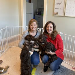 Lagotto Romagnolo Puppies from Southern Lagotto