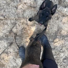 Zara - Black sable female Belgian Malinois puppy in Russellville, Kentucky from KCK9