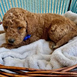 Blue Collar - Red male Assorted Doodle Crosses puppy in Marysville, California from Dailey Doodles and Dachshunds