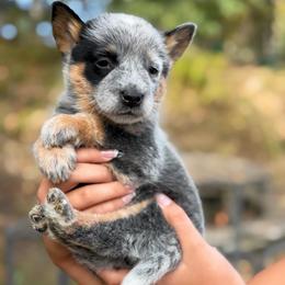 Boy 1 - Blue male Australian Cattle Dog puppy in Amesbury, Massachusetts from Fox Hill Farm & K9