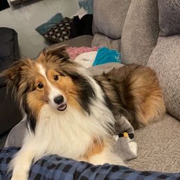 Nova - Shetland Sheepdog