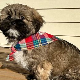 Lhasa Apsos from Patricia's Pups