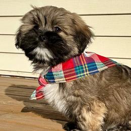 Lhasa Apsos from Patricia's Pups