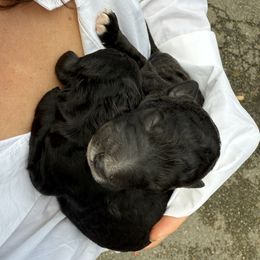 Poodle puppies from Fluffy Poodles