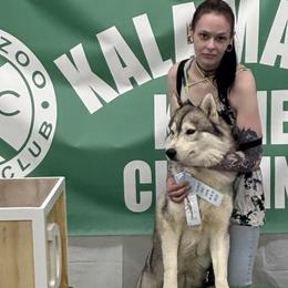 Siberian Huskies from LaddofOzz DarkMoon Siberians