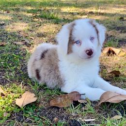 Hope - Red merle female Miniature American Shepherd puppy in Covington County, Alabama from Sweetbay Aussies/ Miniature American Shepherds