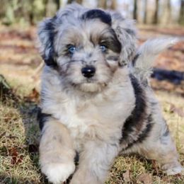 Aussiedoodle Puppies from Johnson’s Highland Pride Aussiedoodles