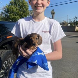 Dachshund Puppies from Mini Doxies R Us