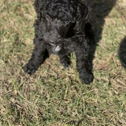 Poodle Puppies from Parapoodles