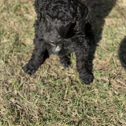 Poodle Puppies from Parapoodles