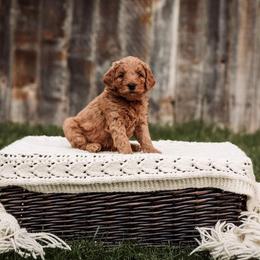 Goldendoodle Puppies from 307 Doodles