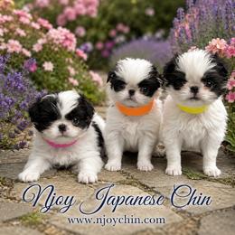 Japanese Chin puppies from Njoy Japanese Chin