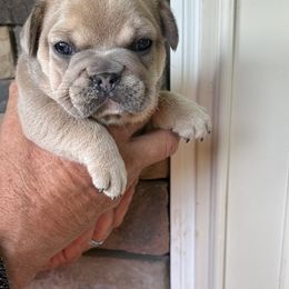 French Bulldog Puppies from Frenchiesbysouthernbell