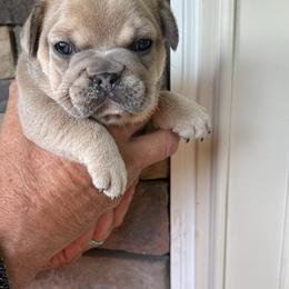 French Bulldog Puppies from Frenchiesbysouthernbell