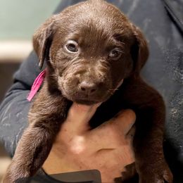 Viv - Chocolate female Labrador Retriever puppy in Baldwin City, Kansas from Hedge Lane Labradors