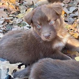 Red Tri Girl 2 - Red tri-color female Australian Shepherd puppy in Prairie Grove, Arkansas from IQ Farms